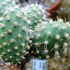 Cumulopuntia_tumida